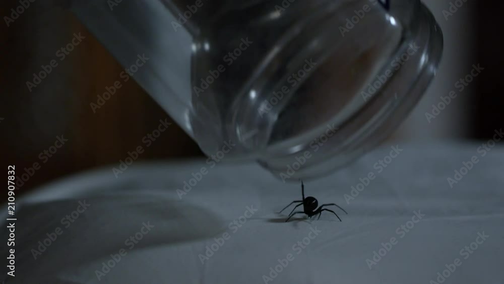 Black Widow Spider being let out of container onto pillow as it walks off screen. Black Widow Spider being let out of container onto pillow as it walks off screen.