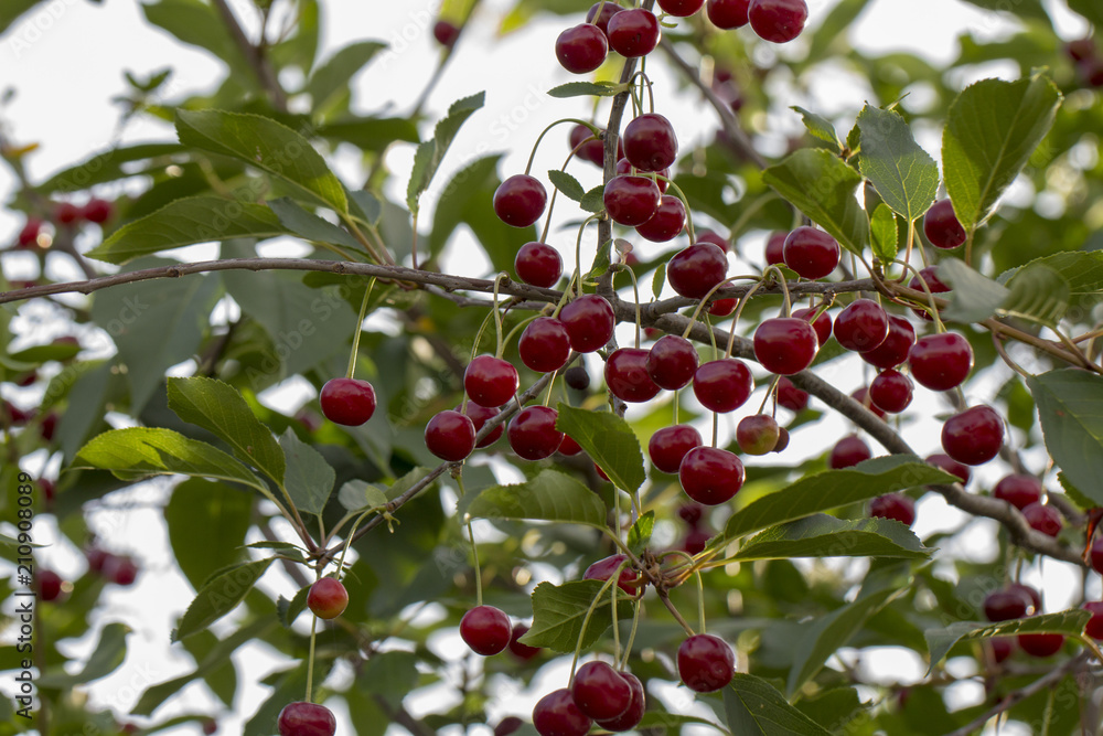 Cherry on the branch grows, ripened red cherry close up Cherry on the branch grows, ripened red cherry close up