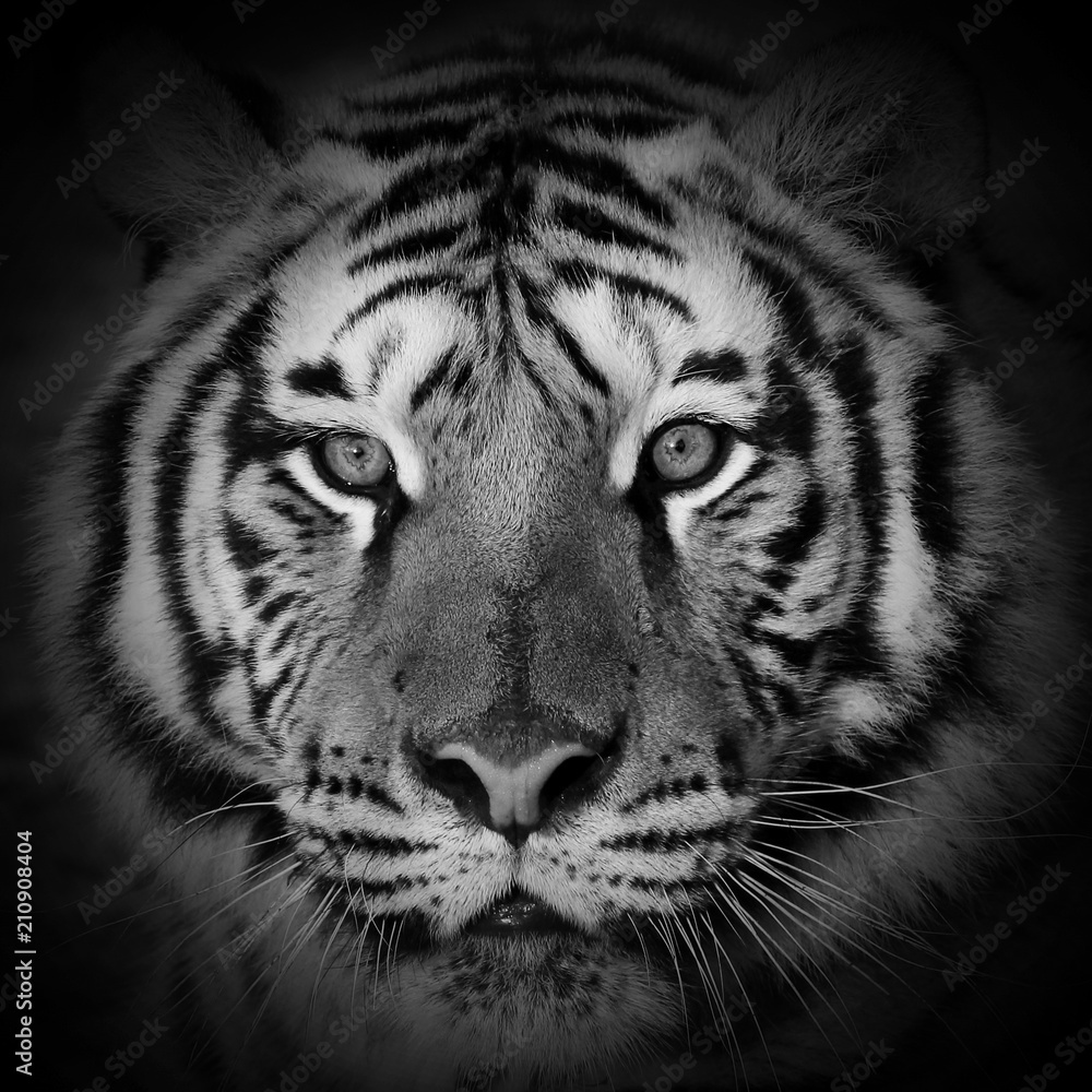Naklejka premium Close up Tiger face, isolated on black background.