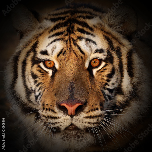 Close up Tiger face  isolated on black background.