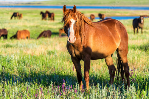 Fototapeta Naklejka Na Ścianę i Meble -  Wild horses grazing on summer meadow