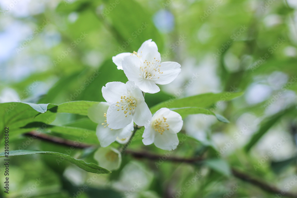 Tender close up of summer blooming apple tree. Fresh cherry branches with flowers on green leaves background Tender close up of summer blooming apple tree. Fresh cherry branches with flowers on green leaves background
