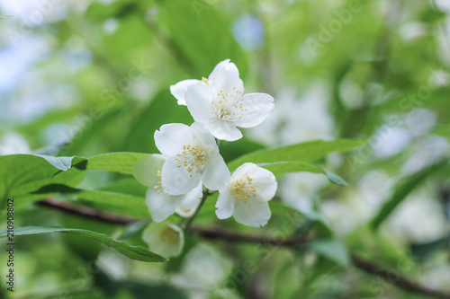 Tender close up of summer blooming apple tree. Fresh cherry branches with flowers on green leaves background