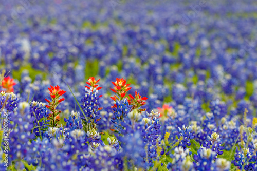 Texas Bluebonnets