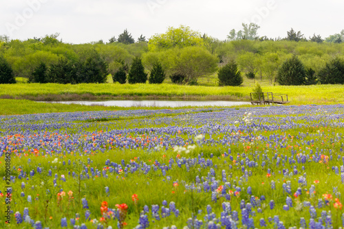 Bluebonnet Field and Pond