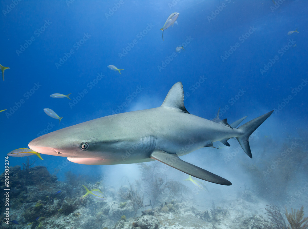 Obraz premium Caribbean reef shark