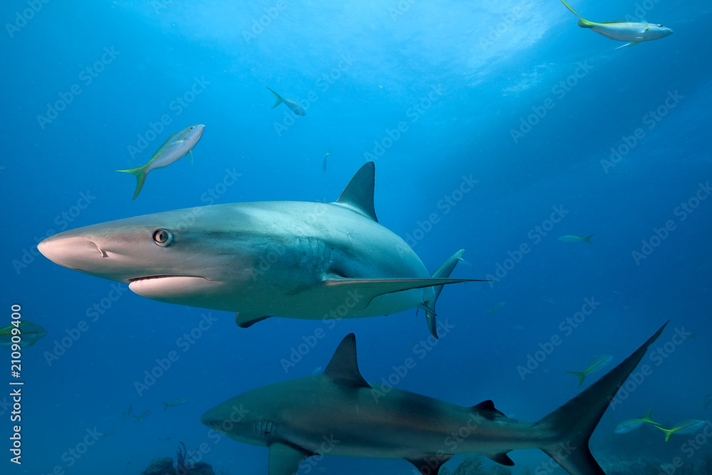 Naklejka premium Caribbean reef shark