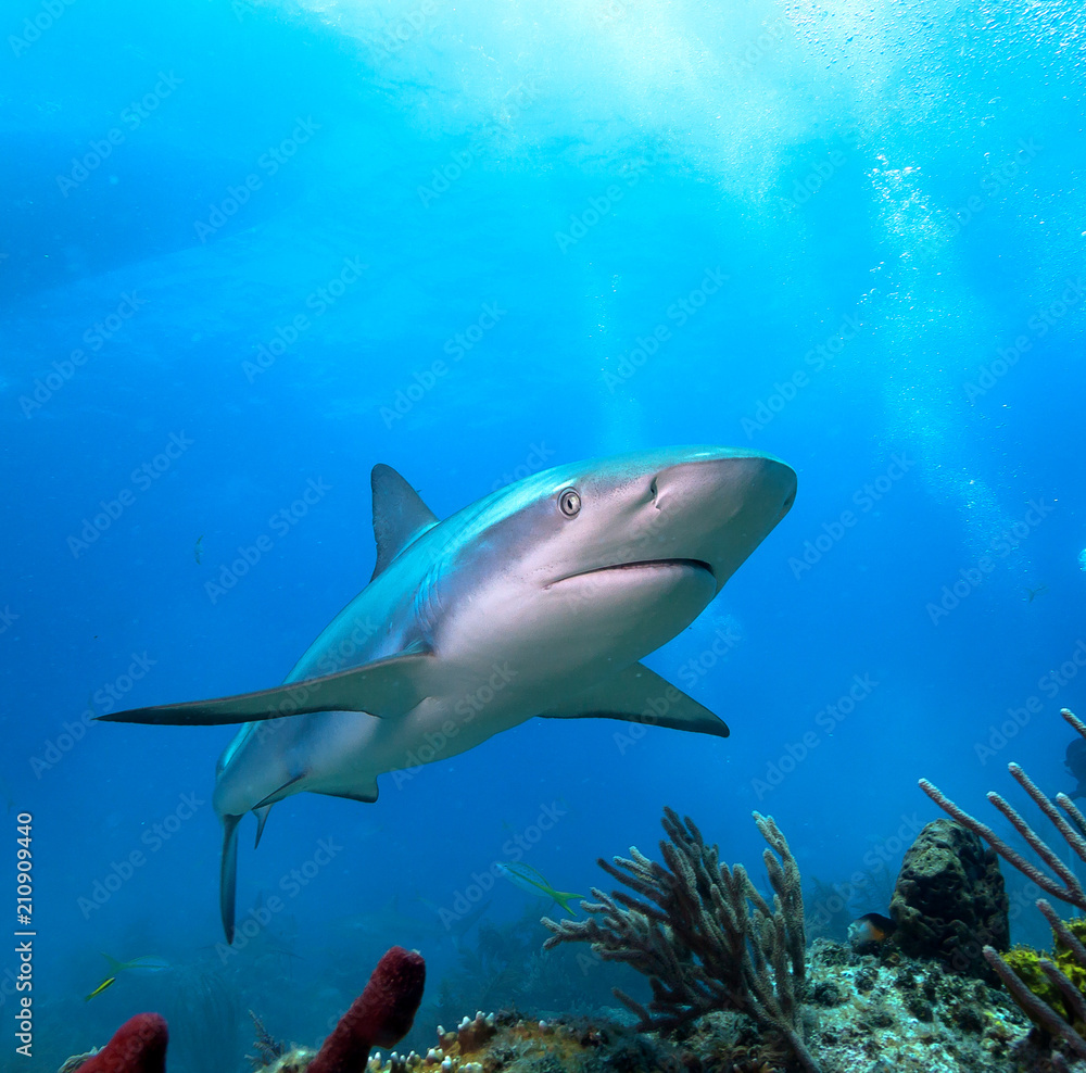 Fototapeta premium Karaibski rekin rafowy