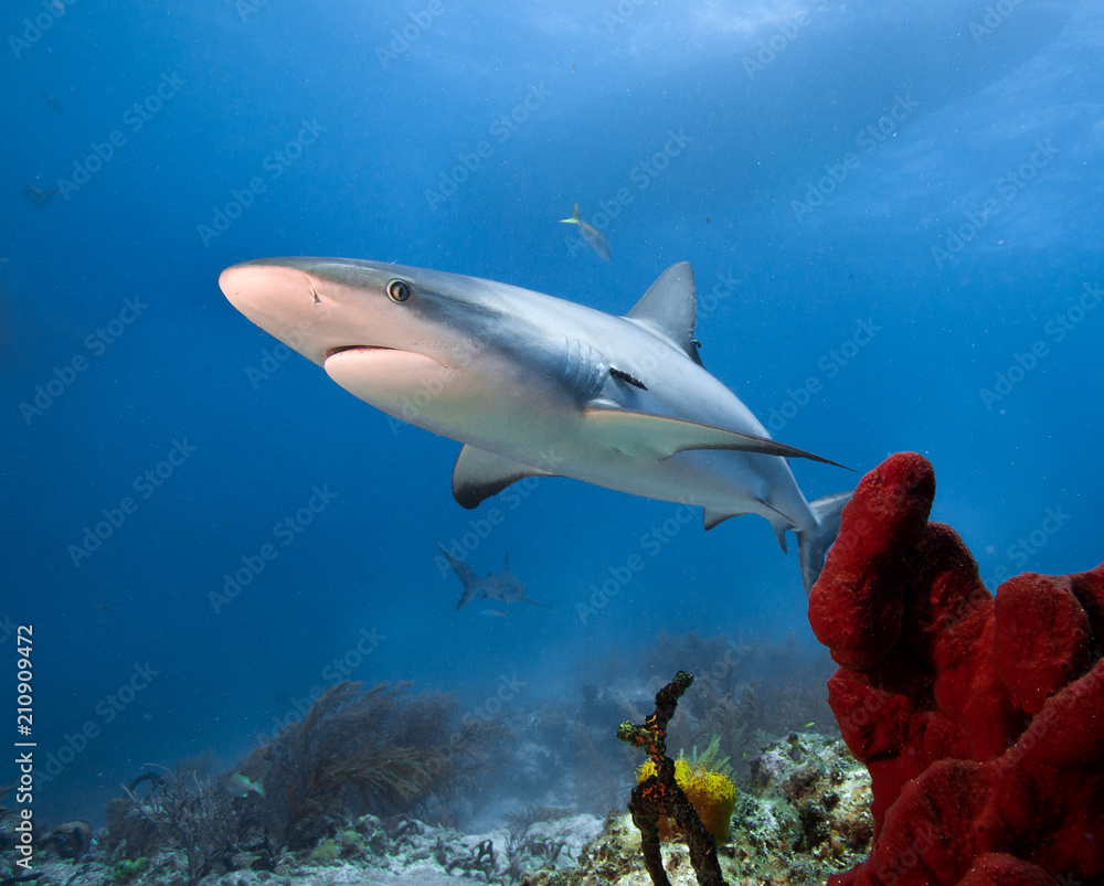 Fototapeta premium Caribbean reef shark