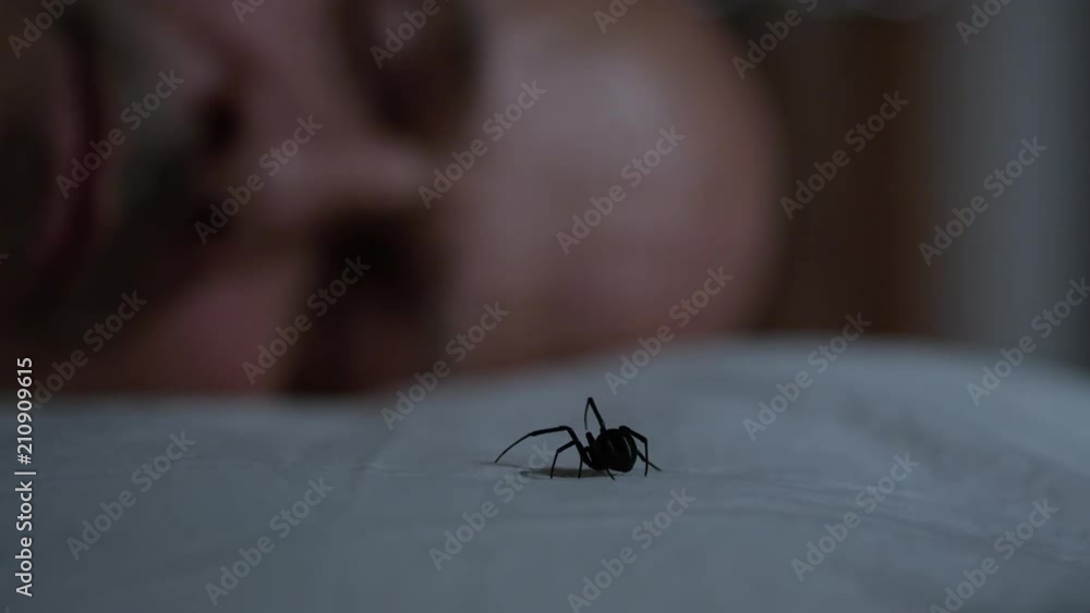 Man wakes up to Black Widow on his pillow in the dark at night. Man wakes up to Black Widow on his pillow in the dark at night.