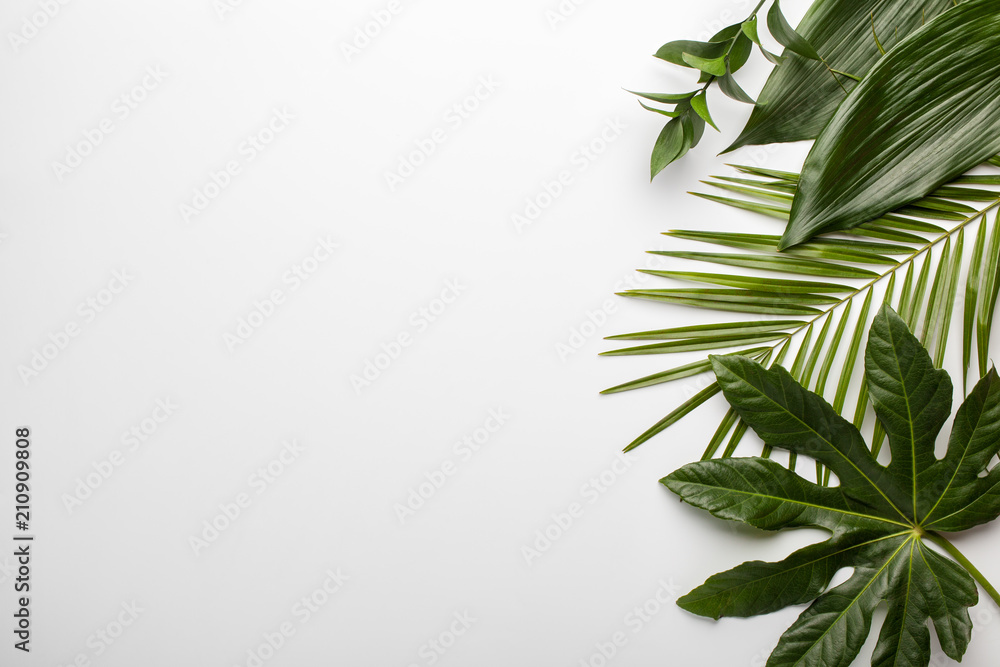Green tropical leaves on white background. Flat lay, top view. Green tropical leaves on white background. Flat lay, top view.