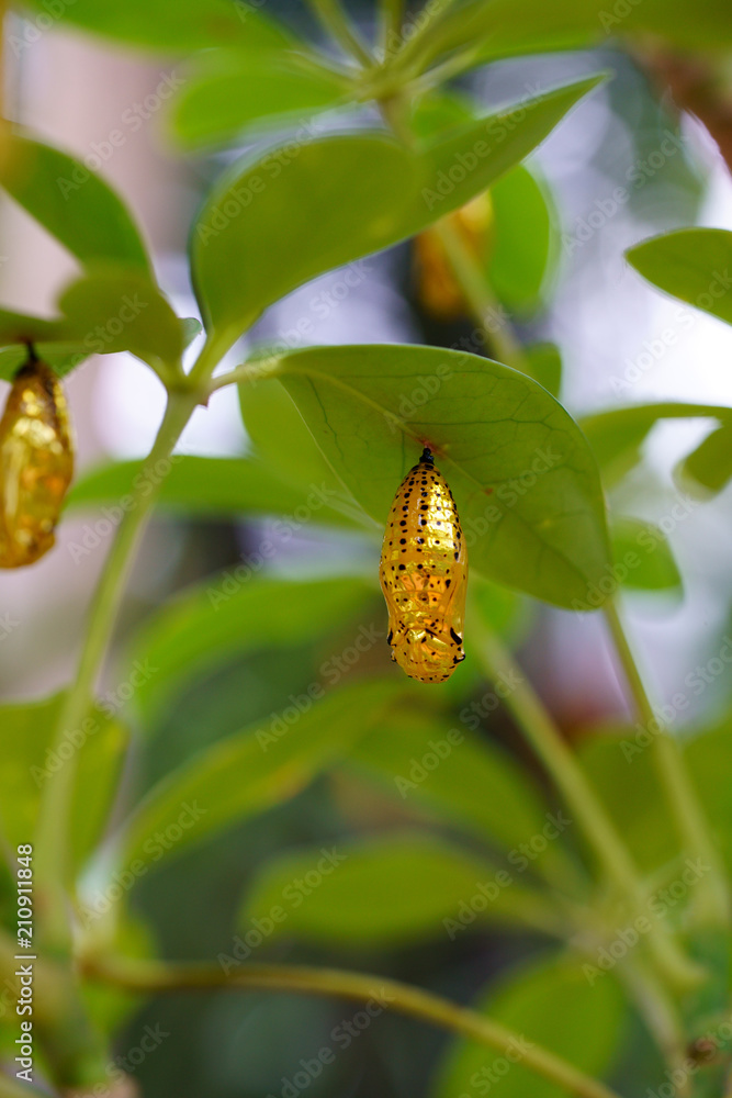 Obraz premium オオゴマダラの蛹