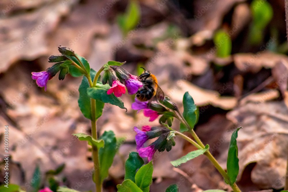 Unspotted lungwort (Pulmonaria obscura) in the spring forest
Unspotted lungwort (Pulmonaria obscura) in the spring forest