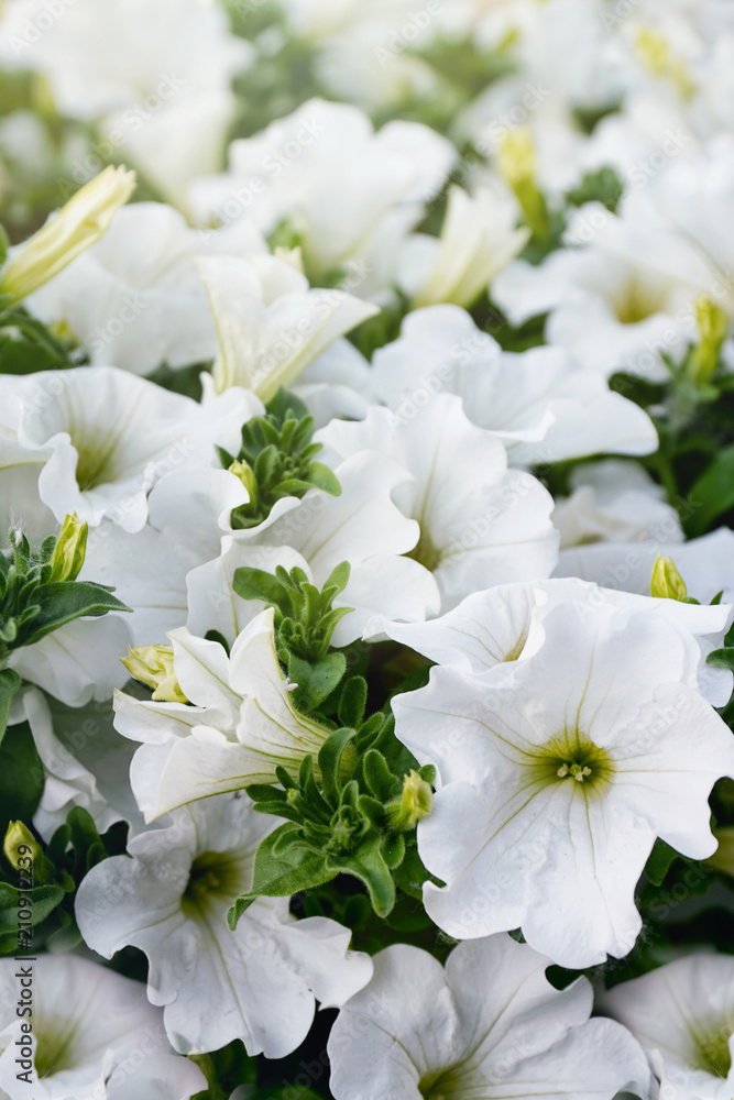 Fototapeta premium Closeup of white petunia flowers in the sun