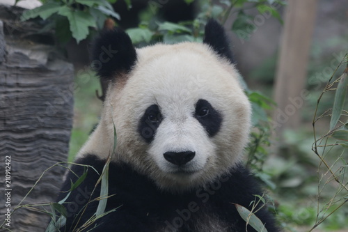 Funny Giant Panda in Beijing  China