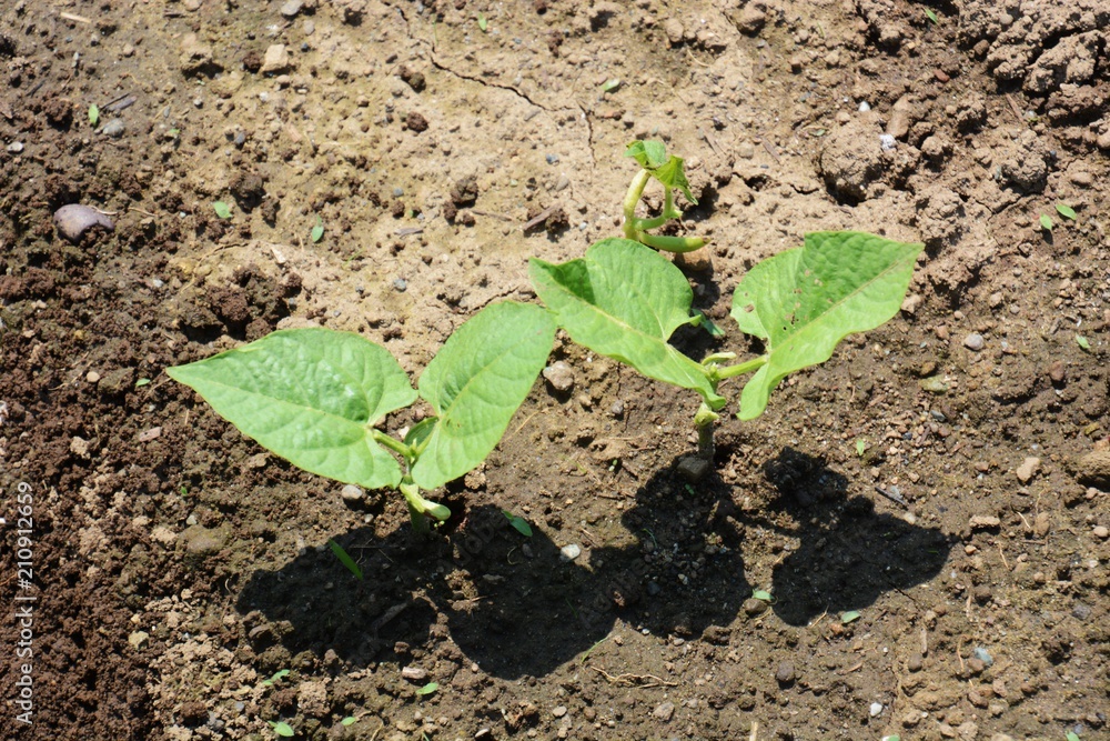 Kidney beans germination / Kitchen garden Kidney beans germination / Kitchen garden