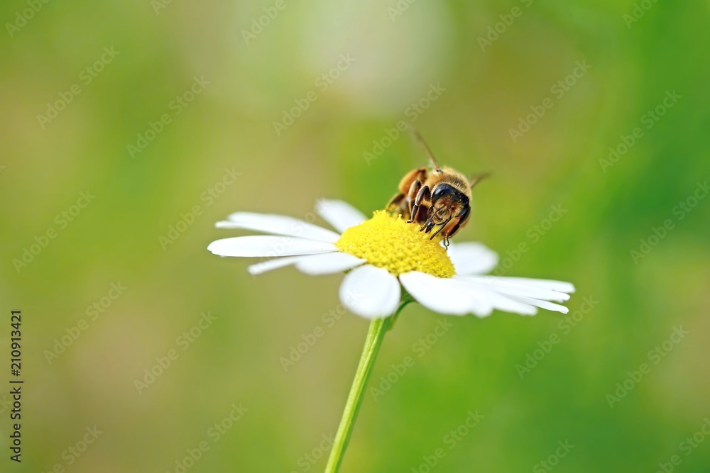 Busy bee sitting on white and yellow flower of corn camomile collecting pollen on a bright sunny day, blurry green background of a garden, copy space Busy bee sitting on white and yellow flower of corn camomile collecting pollen on a bright sunny day, blurry green background of a garden, copy space