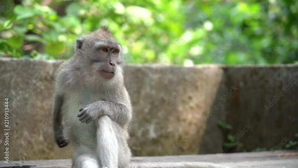 Monkey scratching his arm and looking at his hand curiously while sitting in a bank of the Monkey Forest in Ubud, Bali. An important tourist point of Bali, Indonesia. Monkey scratching his arm and looking at his hand curiously while sitting in a bank of the Monkey Forest in Ubud, Bali. An important tourist point of Bali, Indonesia.