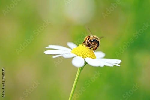 Busy bee sitting on white and yellow flower of corn camomile collecting pollen on a bright sunny day, blurry green background of a garden, copy space