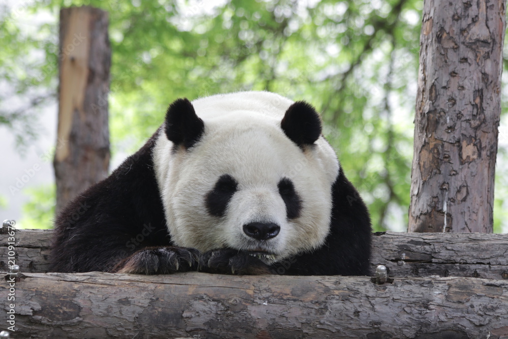 Funny Sleeping Panda in the Afternoon, Siesta after Lunch, Beijing, China