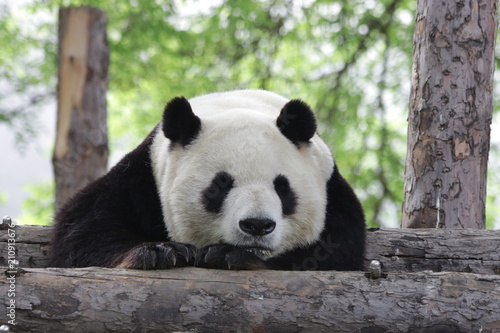 Funny Sleeping Panda in the Afternoon, Siesta after Lunch, Beijing, China