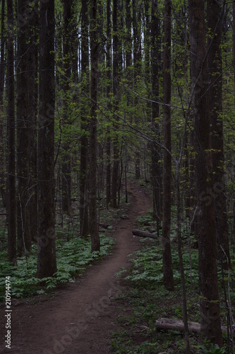 Hiking path in the Appalachian Trail
