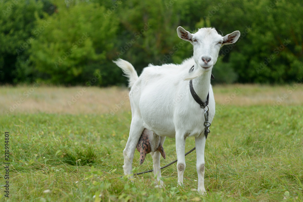 White goat close-up grazing in a meadow on a summer day on a leash. White goat close-up grazing in a meadow on a summer day on a leash.