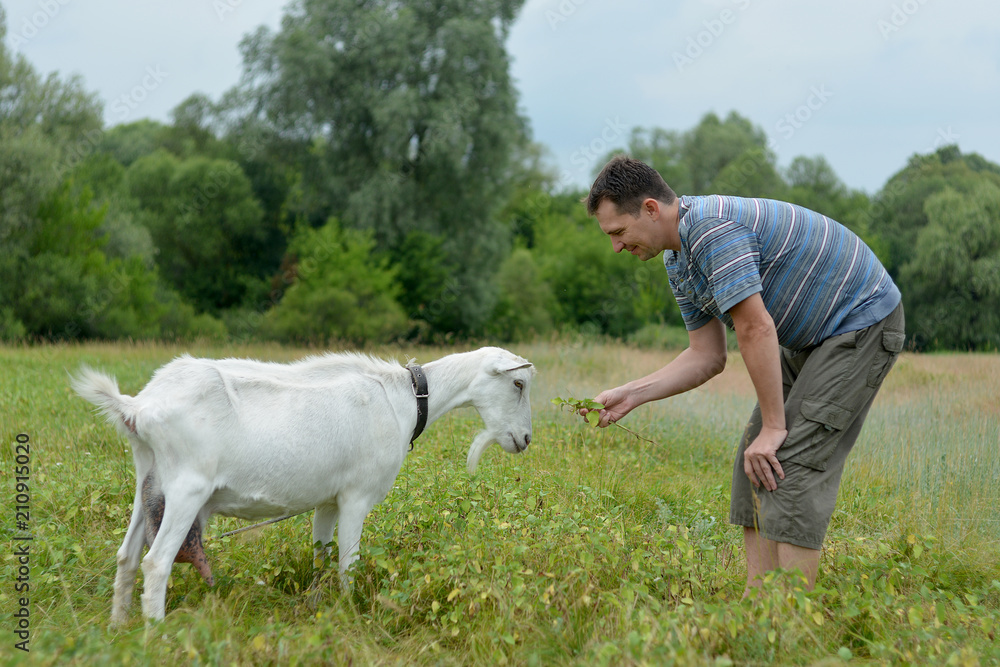 © Silence-Gali - A man feeds a white goat that grazes on a green meadow. © Silence-Gali - A man feeds a white goat that grazes on a green meadow.