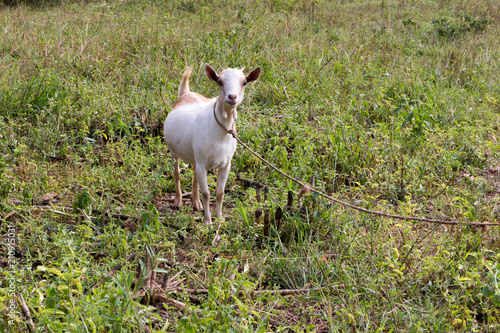 A white goat tied to a wooden stick. Buikwe, Uganda. Shot in June 2017.