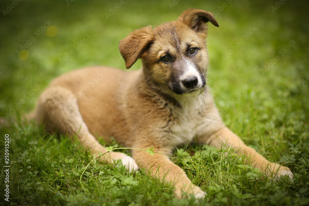 german shepherd puppy lay on green grass lawn close up photo german shepherd puppy lay on green grass lawn close up photo