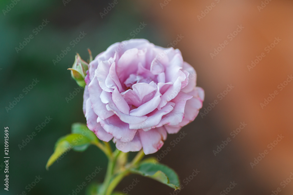 Obraz premium pink rose bush with flowers and green buds