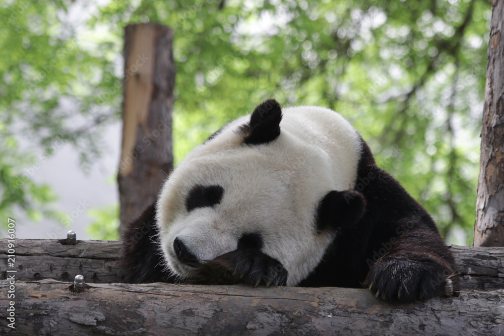 Fototapeta premium Funny Sleeping Panda in the Afternoon, Siesta after Lunch, Beijing, China