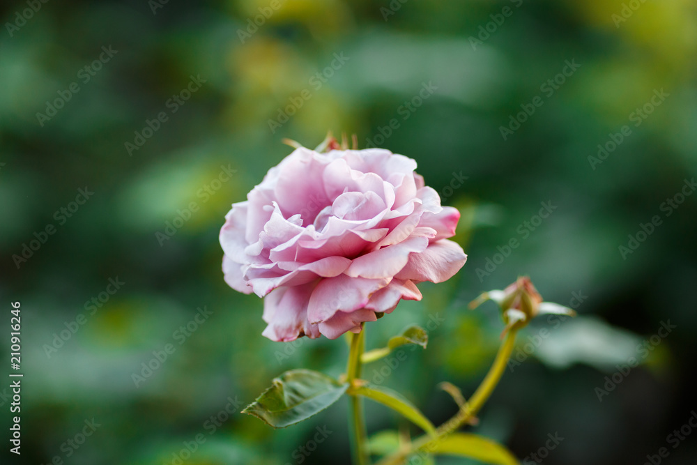 pink rose bush with flowers and green buds pink rose bush with flowers and green buds