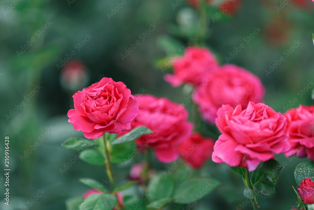 pink rose bush with flowers and green buds pink rose bush with flowers and green buds