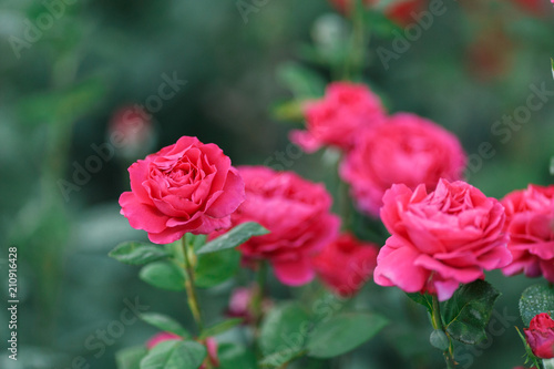 pink rose bush with flowers and green buds © Parfenova