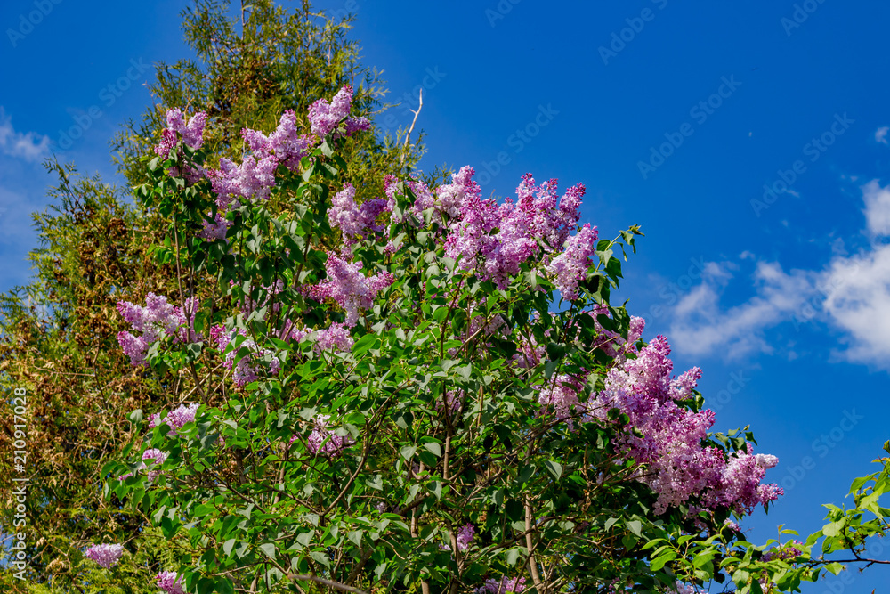 Beautiful view of a blooming lilac in May against a blue sky
