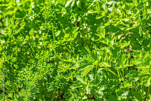 Green parsley leaves in the summer kitchen garden  macro