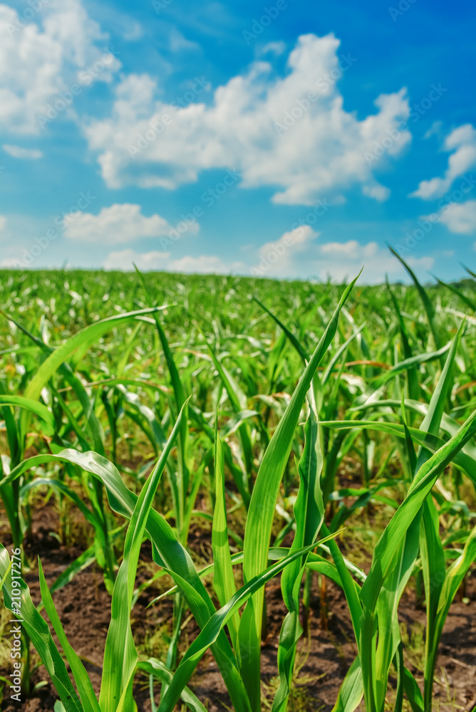 Obraz premium Green field with corn. Blue cloudy sky.