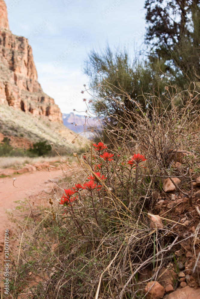Title: Red Flowers along hiking trail through Indian Gardens at Grand Canyon National Park, Arizona, USA Title: Red Flowers along hiking trail through Indian Gardens at Grand Canyon National Park, Arizona, USA