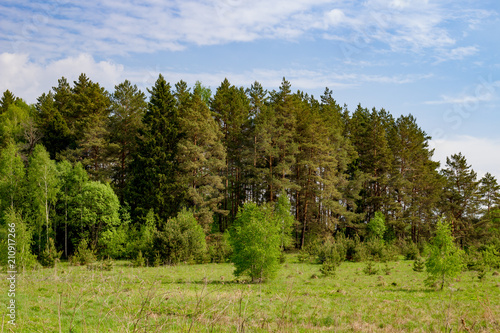 View of the pine woods on the rolling hills

