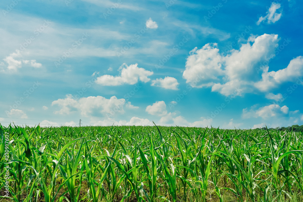 Green field with corn. Blue cloudy sky.