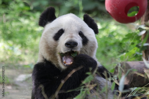 Close up Happy Panda in Beijing Zoo, China