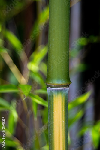Bamboo-003