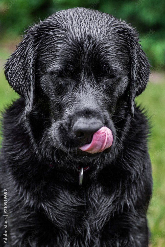 Duke Duke