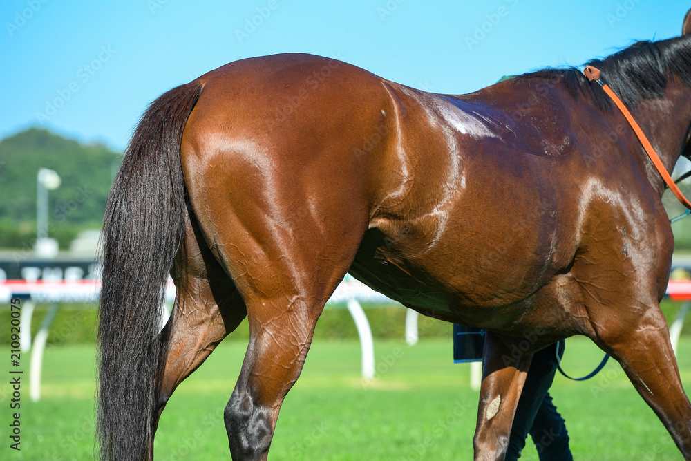 Obraz premium horse butt