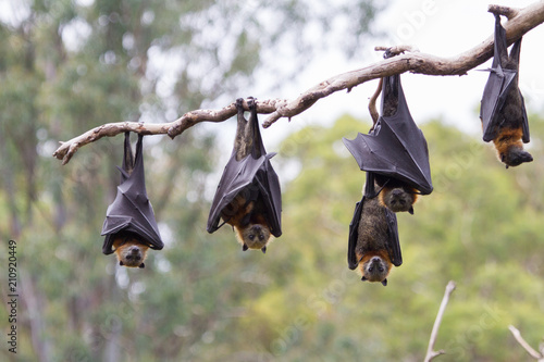Obraz na płótnie Flying Foxes Hanging in a Tree