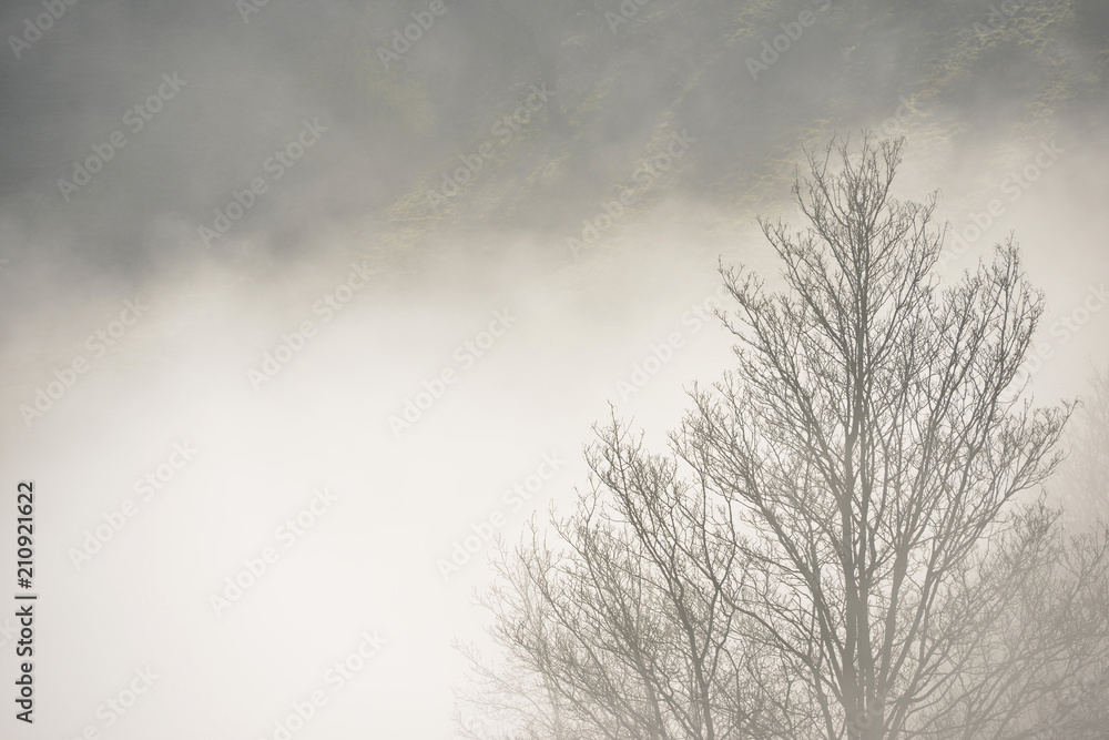 misty trees misty trees