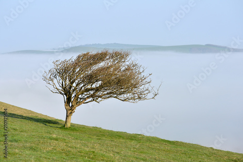 Misty tree
