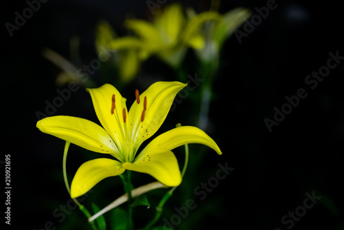 Yellow lily on a black background photo