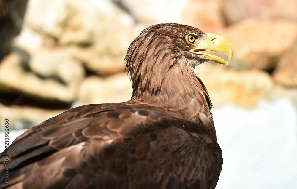 Obraz premium Pigargo gigante